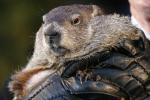 If You See Punxsutawney Phil, Turn Him&nbsp;In!!!!!