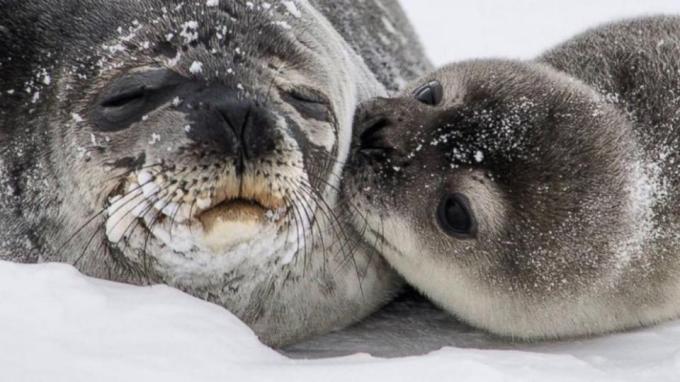 seal kiss
