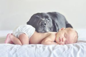 dogsandbabies1