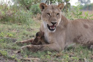 Lioness-Baboon_AH3C0012-600x399